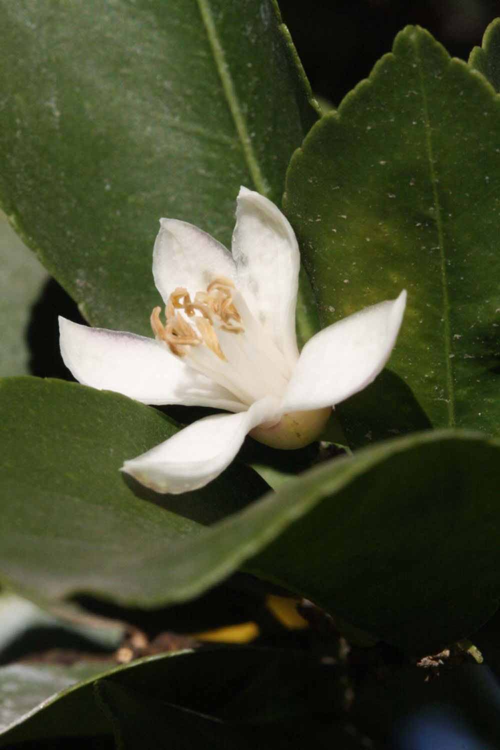              Flower (Riverside, CA)       